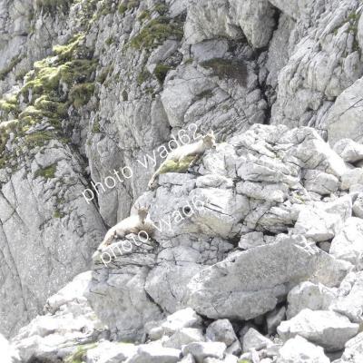jeunes bouquetins au repos sur les rochers