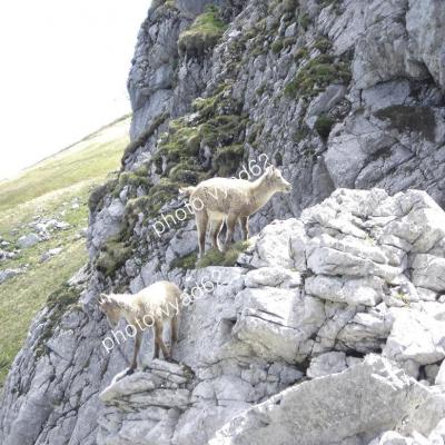 jeunes bouquetins jouant dans les rochers