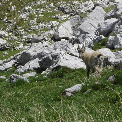 jeune bouquetin libre dans la montagne