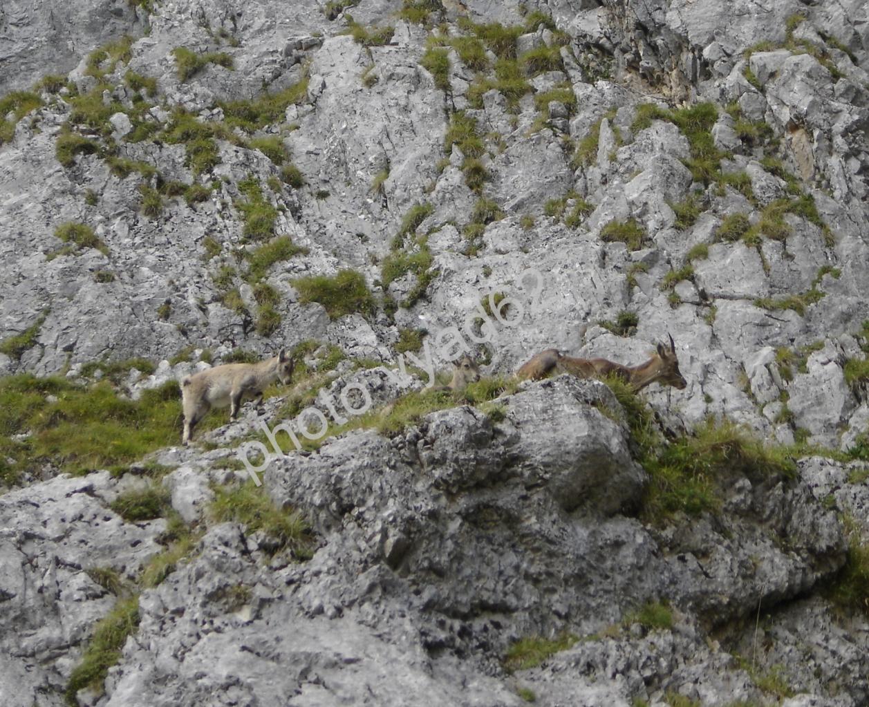 étagne et son petit sur un surplomb