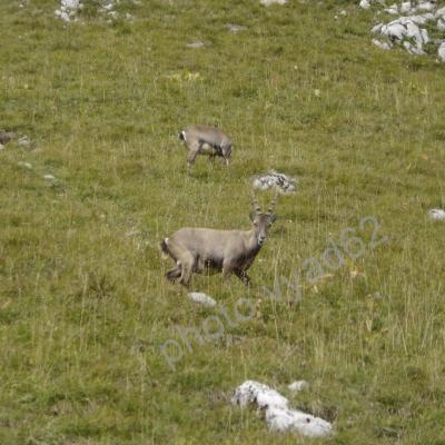 étagnes dans une pente herbeuse