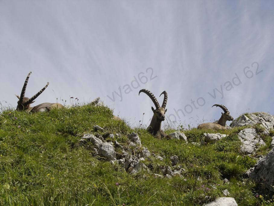 bouquetins se reposant au sommet d'une montagne