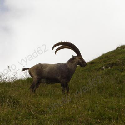 bouquetin dans  une prairie