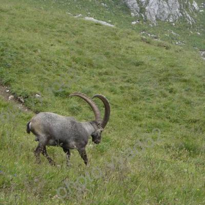 bouquetin dévalant une pente herbeuse