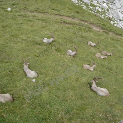 bouquetins ruminant dans l'herbe fraîche