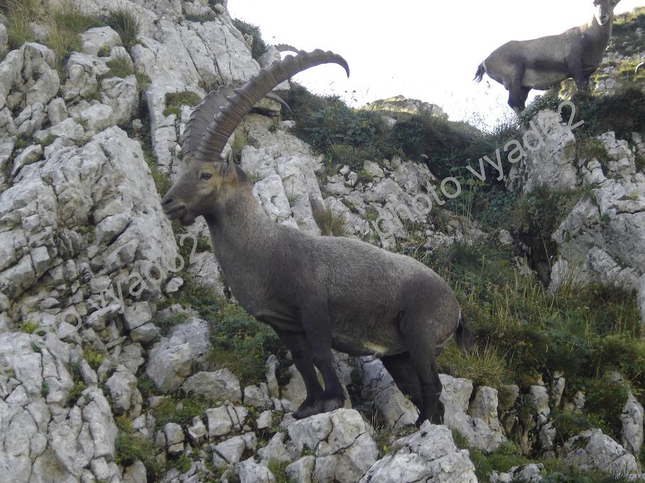 bouquetin dans les  rochers