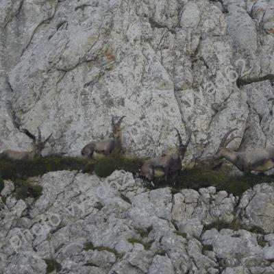 bouquetins à flanc de paroi rocheuse