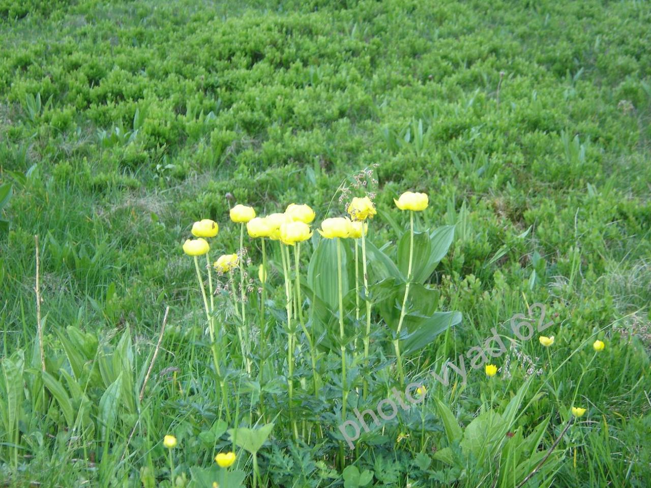 chablais - bouquet de trolles