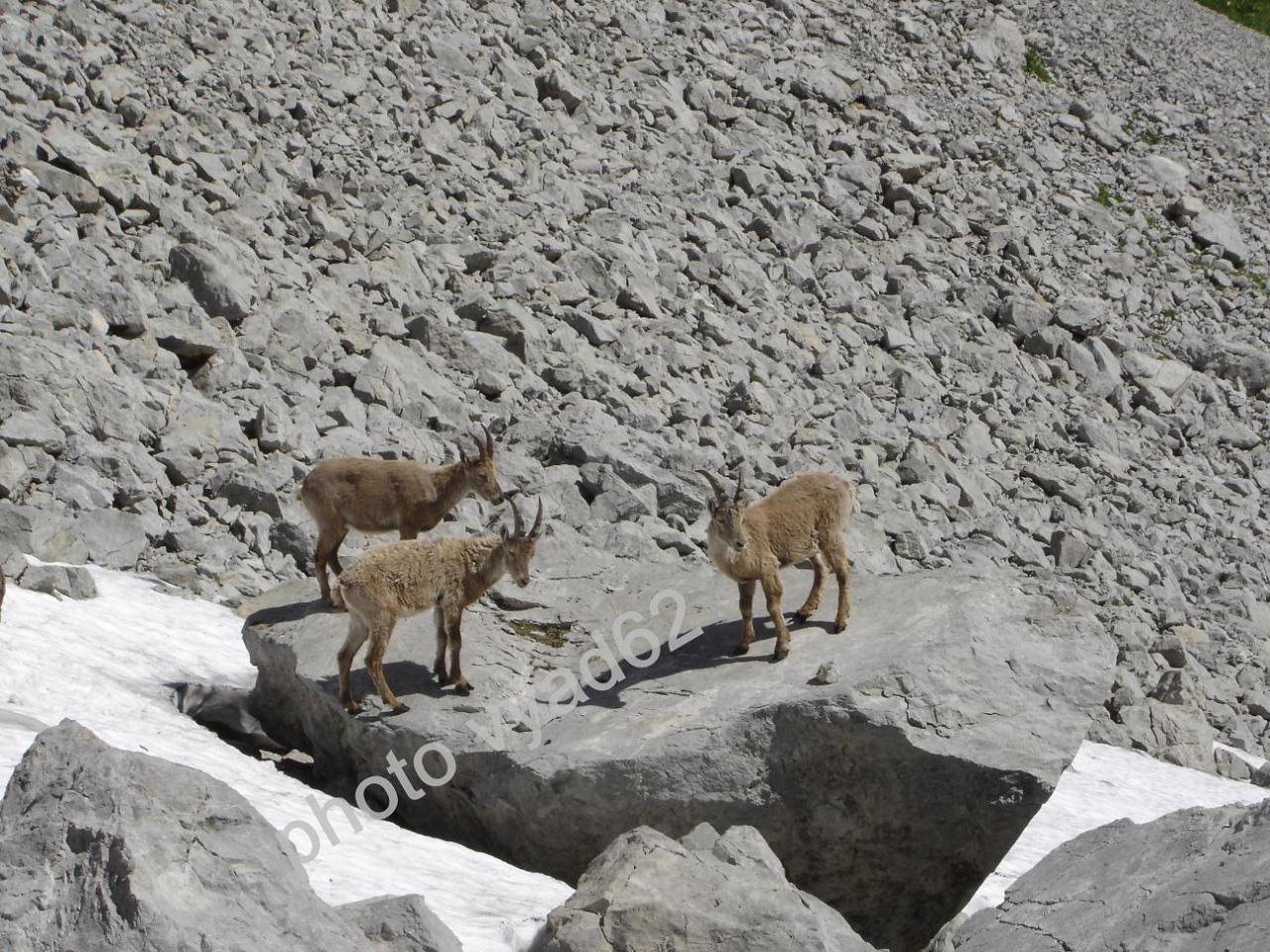 étagnes au chaud sur une rocher