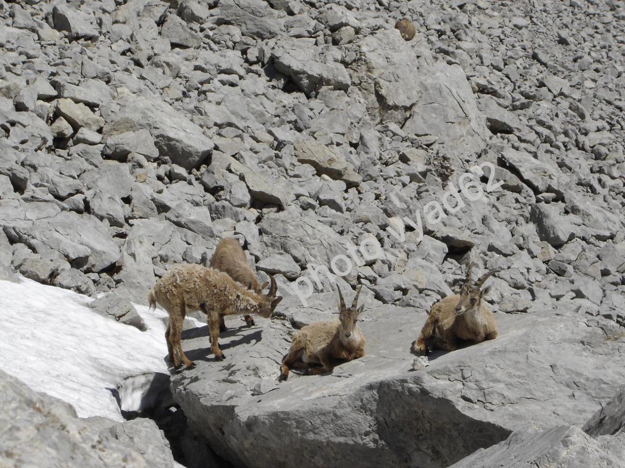 étagnes au chaud sur un rocher