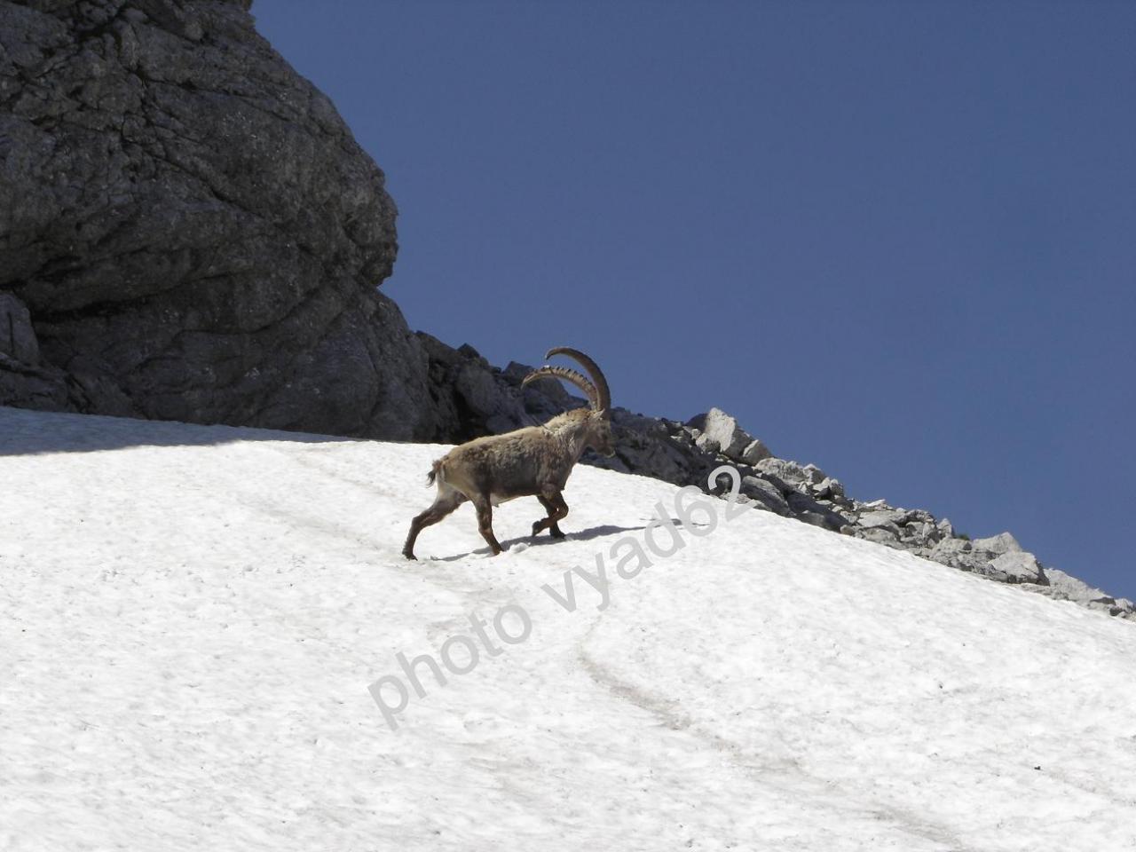 bouquetin dans la neige