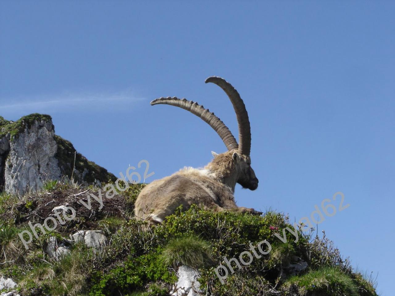 bouquetin majestueux, paisible