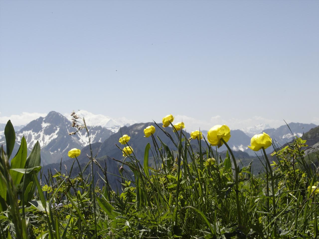 chablais - trolles avec en arrière plan le Mont-Blanc