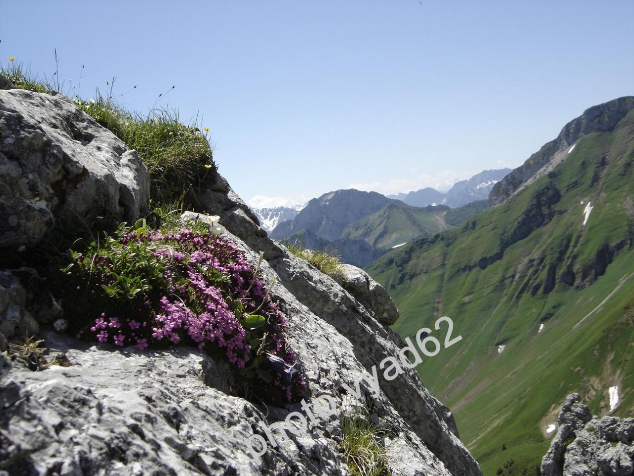 chablais - fleurs accrochées à un rocher