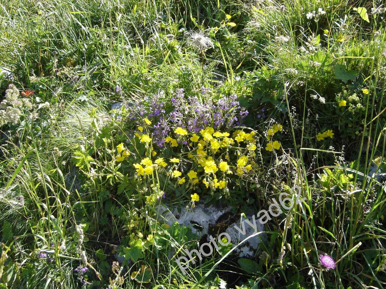chablais - méli-mélo de fleurs de montagne