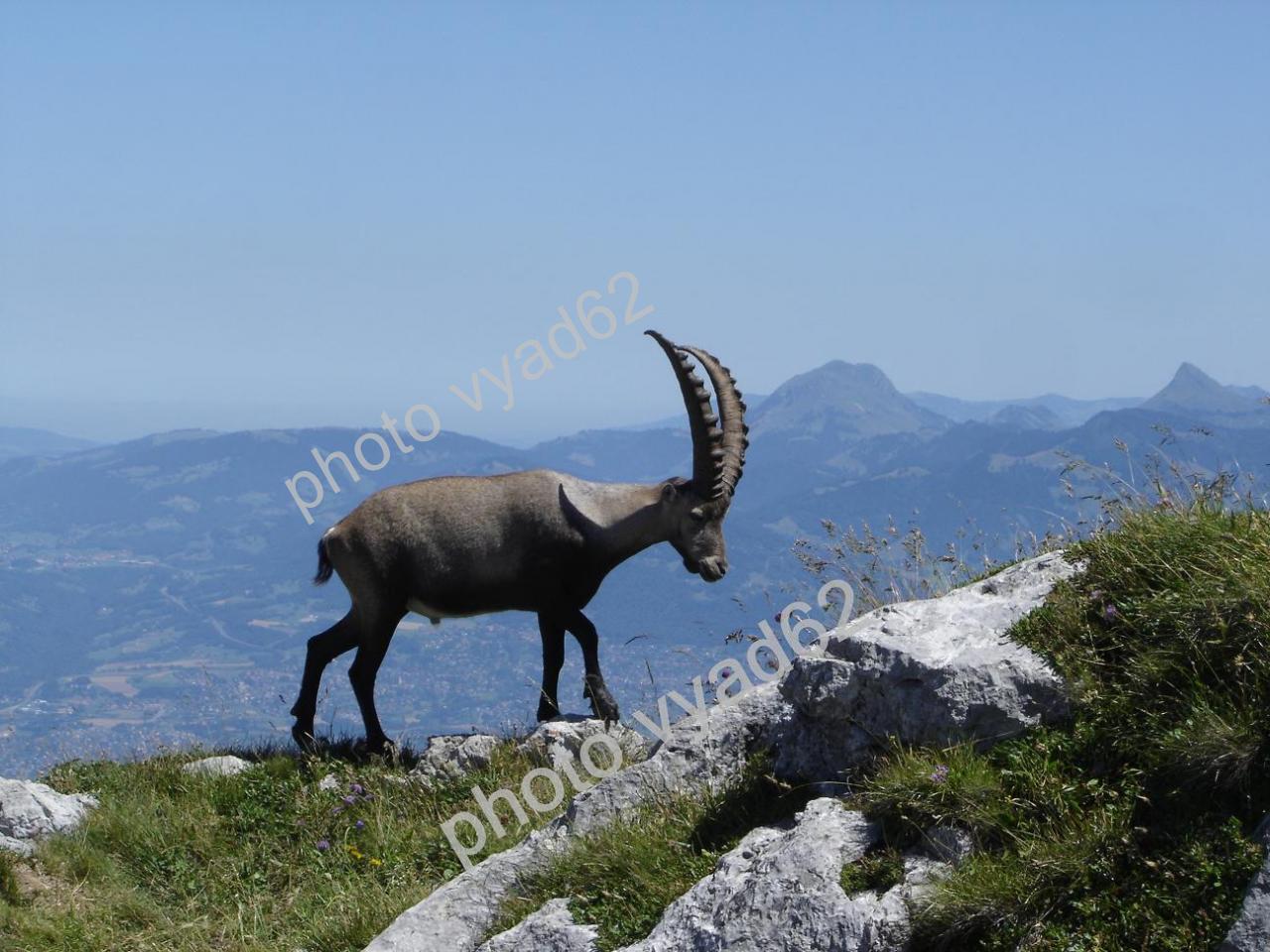 bouquetin, paisible, au sommet d'une montagne