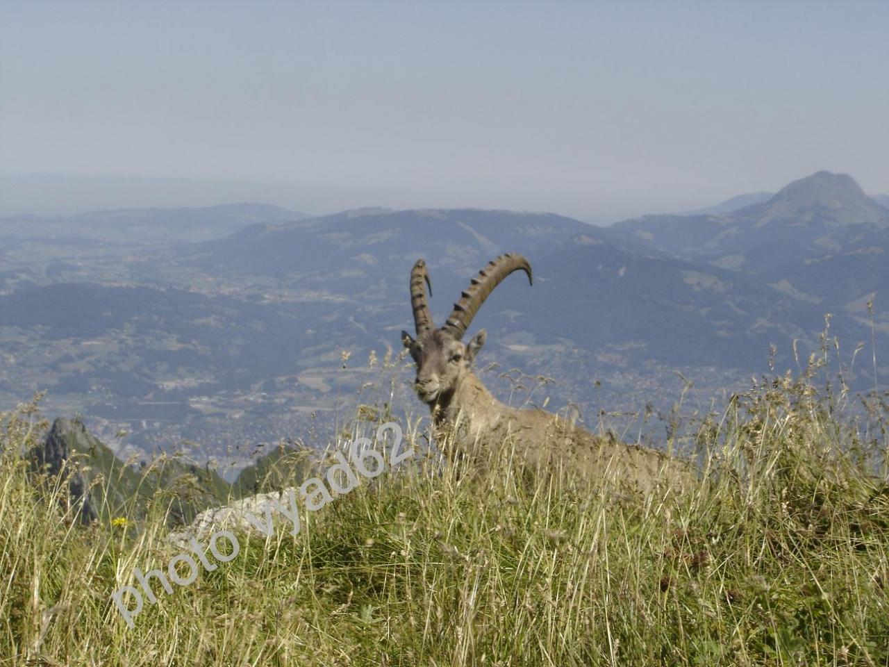 bouquetin couché dans les hautes herbes