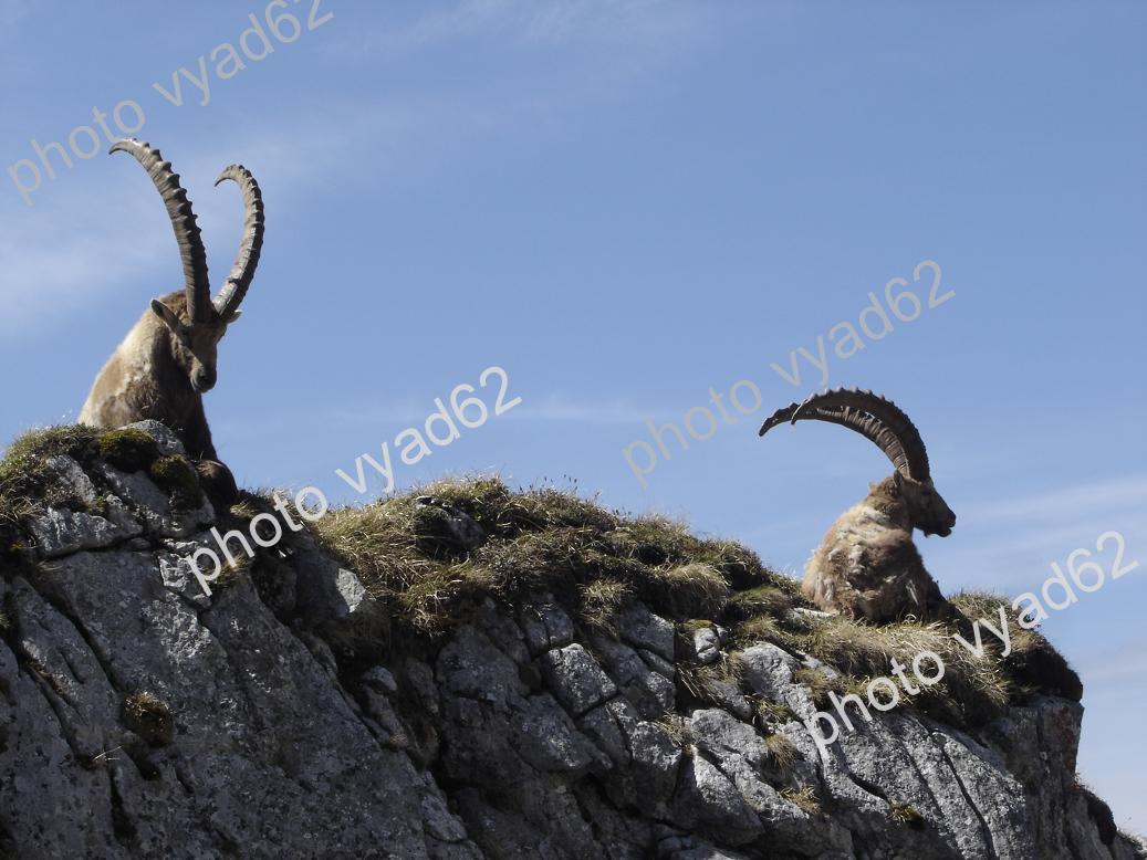 bouquetins, rois des montagnes