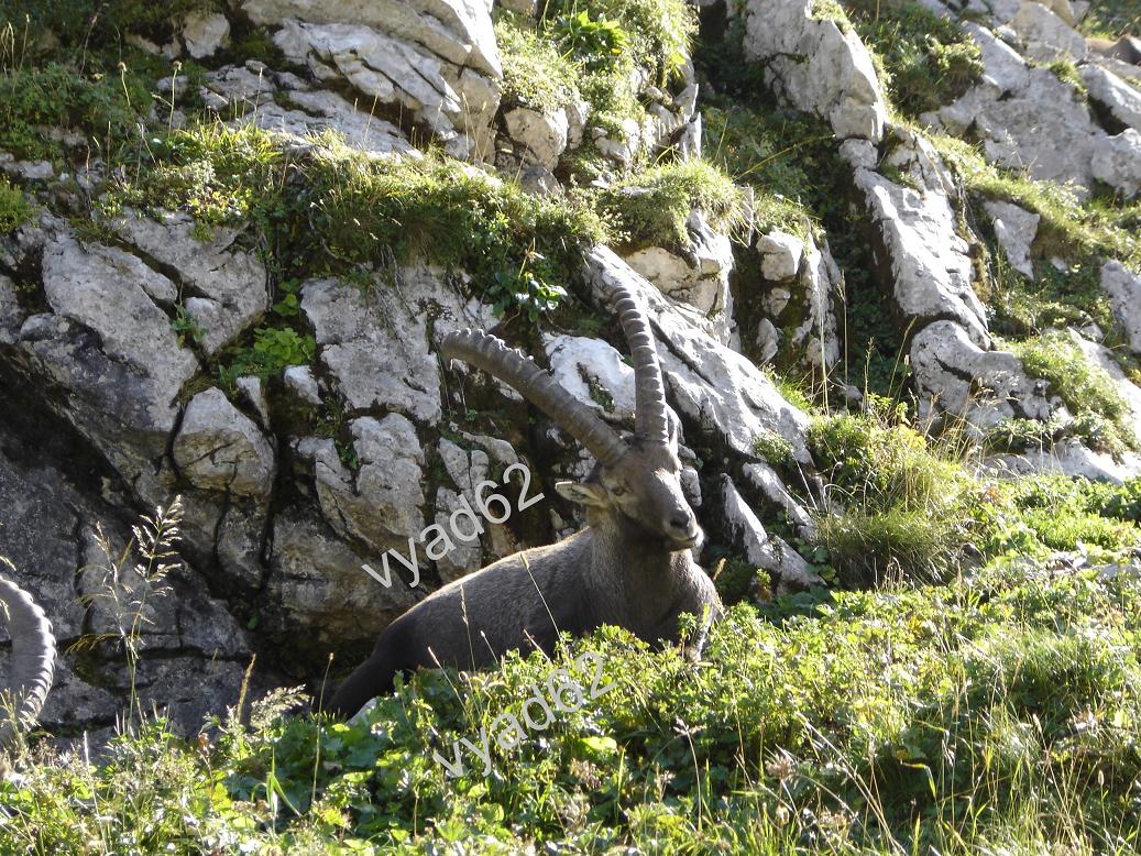 bouquetin au pied des rocher