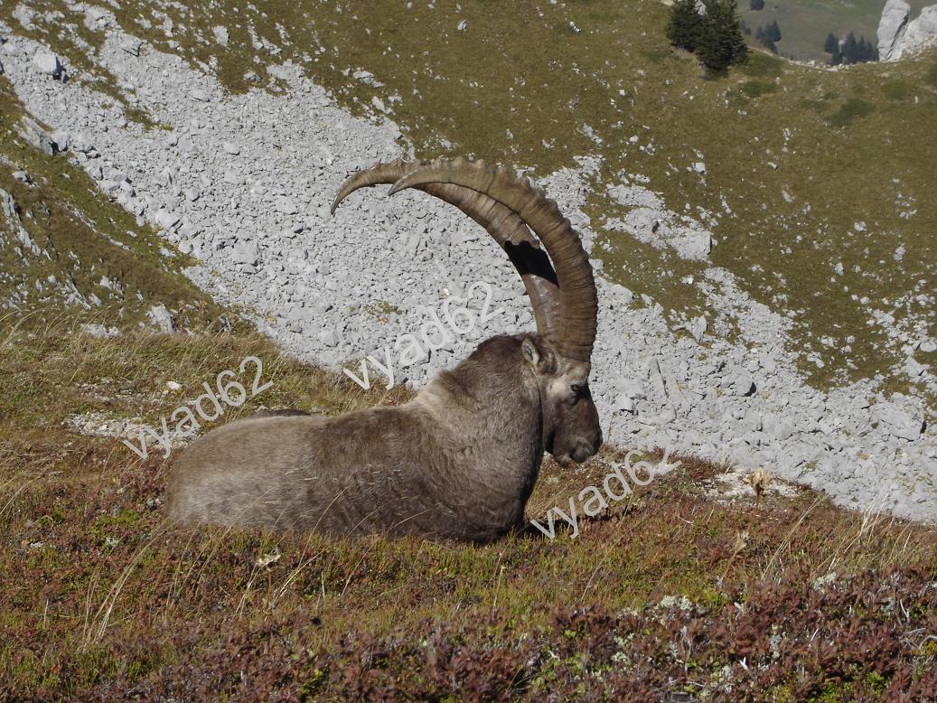 bouquetin, roi des montagnes