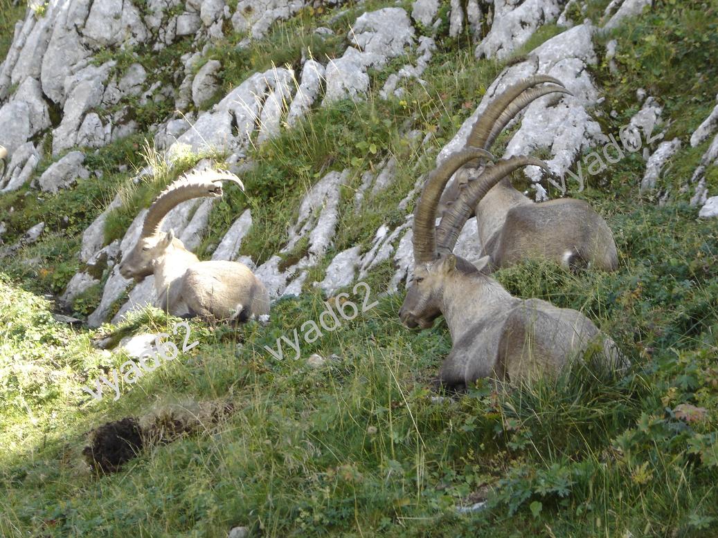 bouquetins au repos