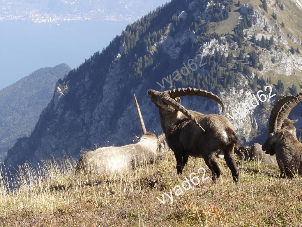 bouquetins au sommet d'une montagne