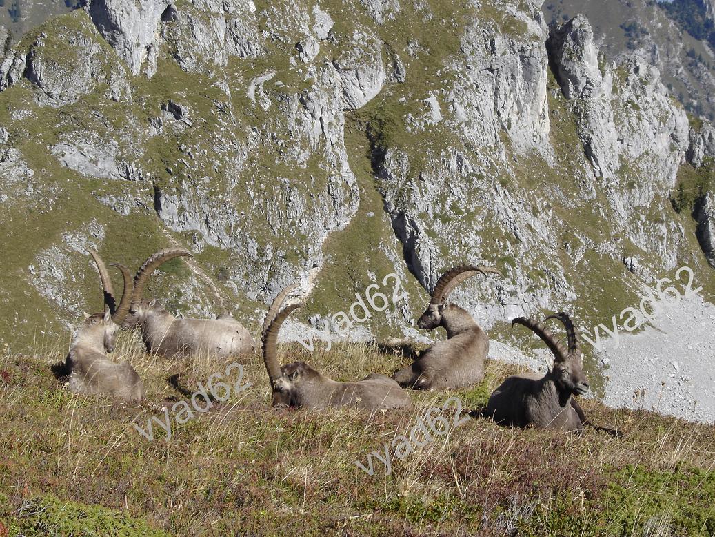 bouquetins en cercle au sommet d'une montagne