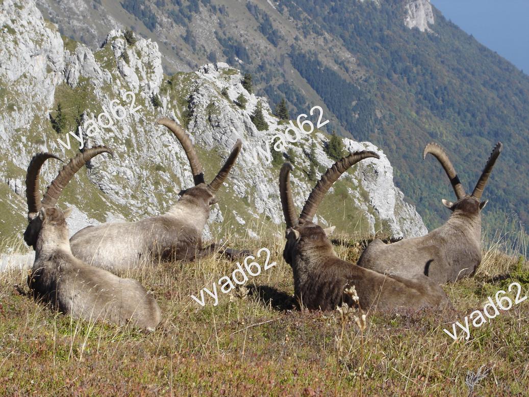 bouquetins, paisibles, au sommet d'une montagne