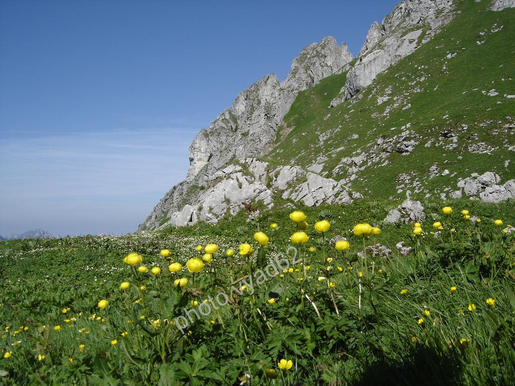 chablais - champ de trolles au pied des sommets