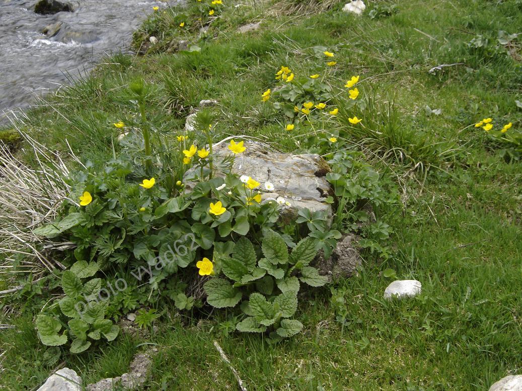 chablais - populage des marais