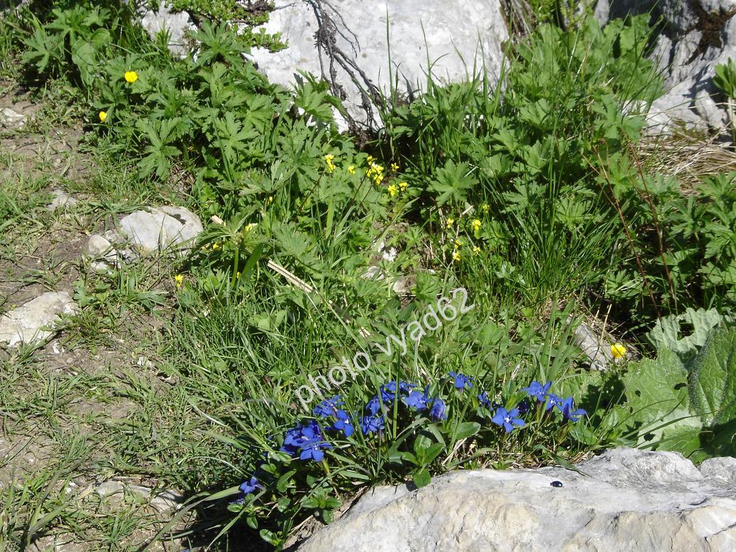 chablais - bouquet de gentianes au printemps
