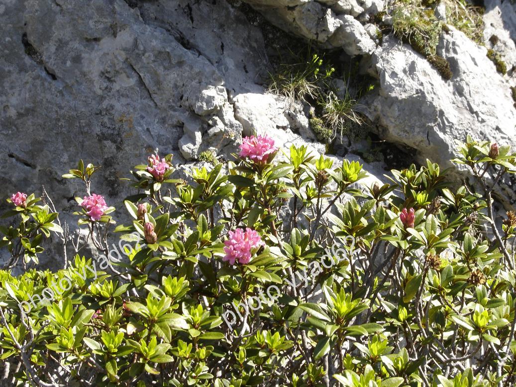 chablais - rhododendrons accrochés à un rocher