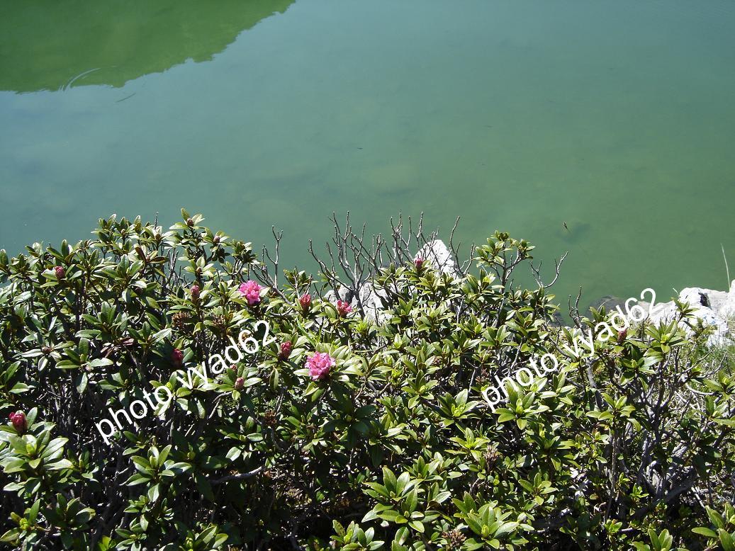 chablais - rhododendrons au dessus d'un lac de montagne