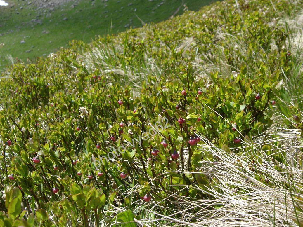 chablais - plants de myrtilles au printemps