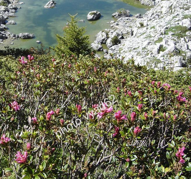 chablais - rhododendrons au-dessus d'un lac de montagne