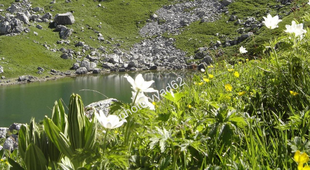 chablais - fleurs de montagne, au soleil du Chablais