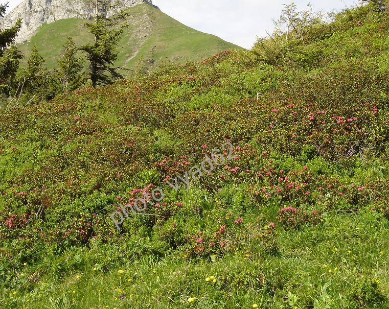 chablais - parterre de rhododendrons