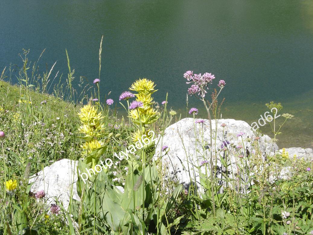 chablais - fleurs au-dessus d'un lac de montagne