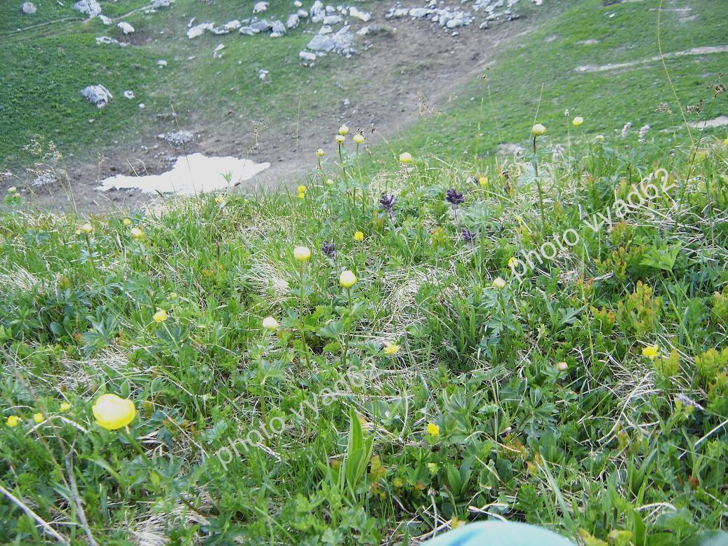 chablais - parterre de fleurs des montagnes