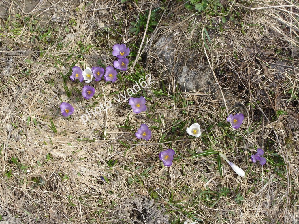 chablais - crocus à la fonte des neiges