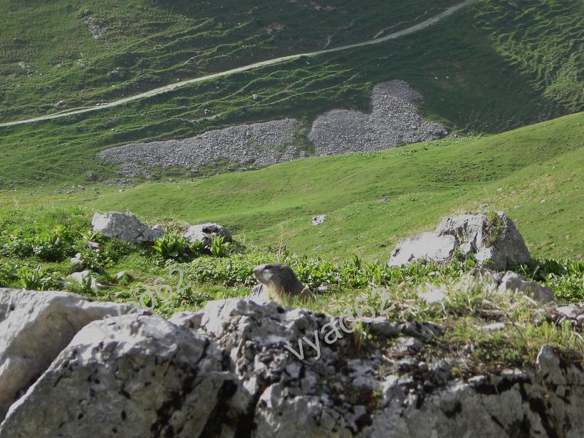 chablais - marmotte se réchauffant au soleil printanier