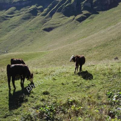 DIAPORAMA HAUT-CHABLAIS