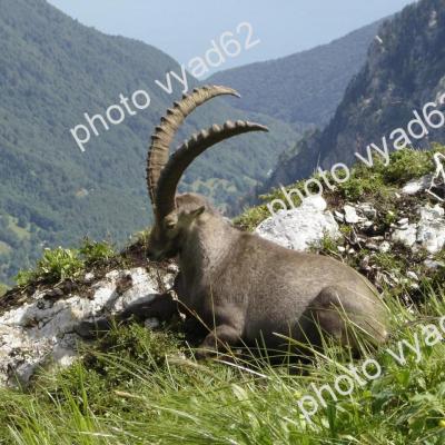 bouquetin tranquille au sommet d'une montagne