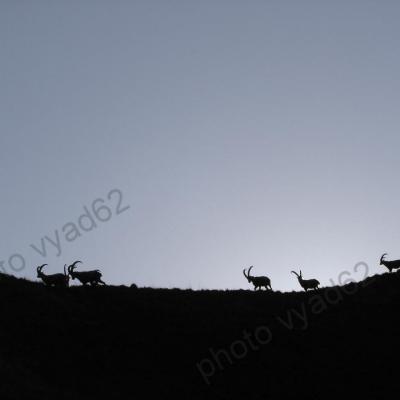 groupe de bouquetins au lever du soleil