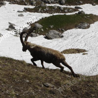 bouquetin au début du printemps