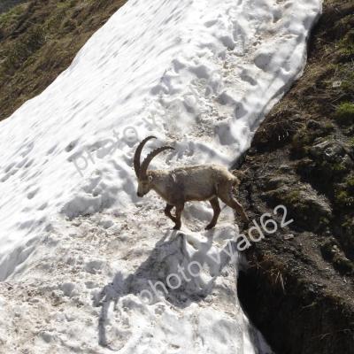 bouquetin traversant une plaque de neige