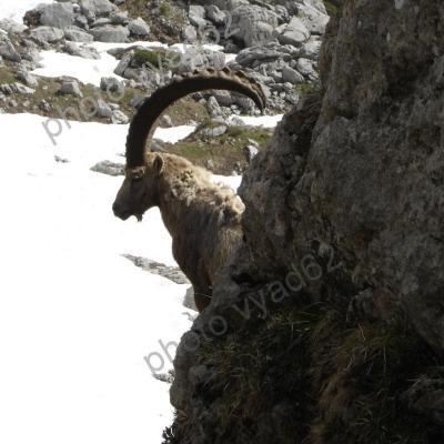 bouquetin veillant sur une paroi abrupte