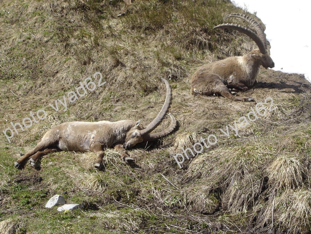 bouquetins qui se reposent
