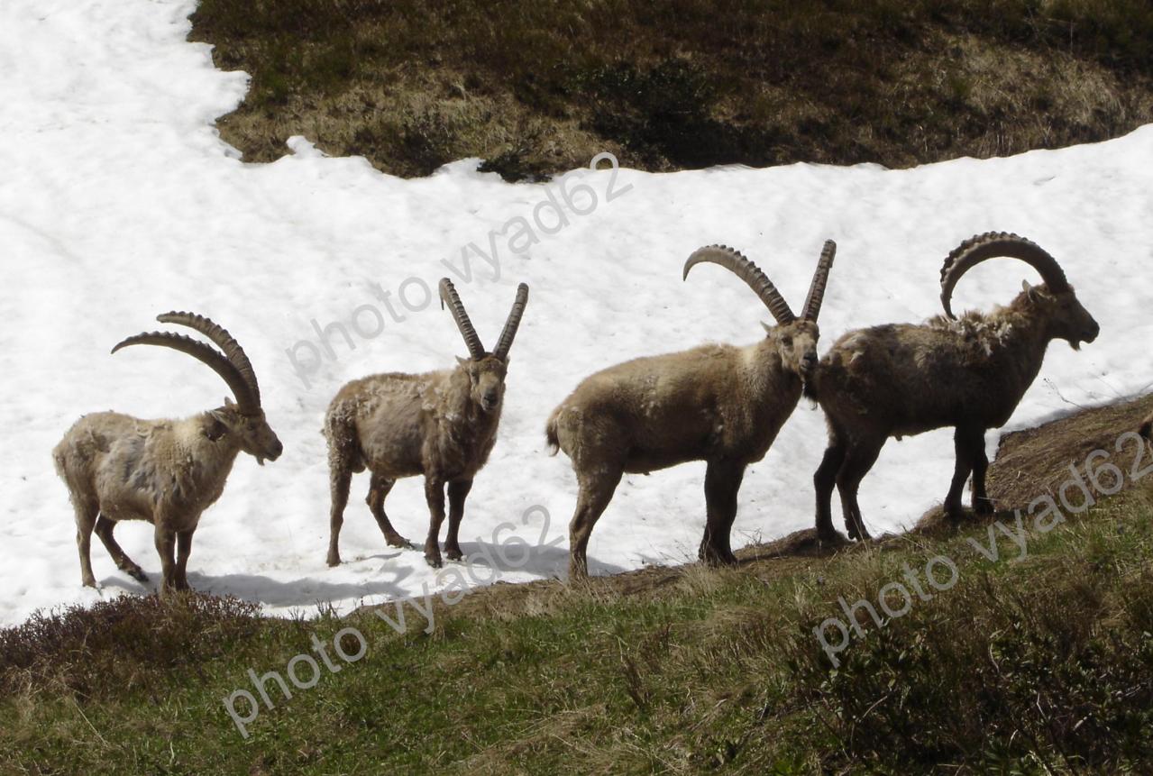 bouquetins sur une plaque de neige