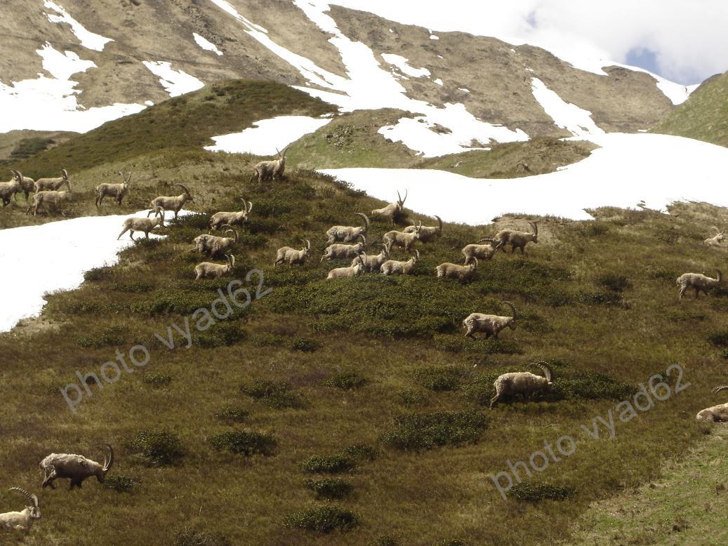 troupeau de bouquetins au début du printemps